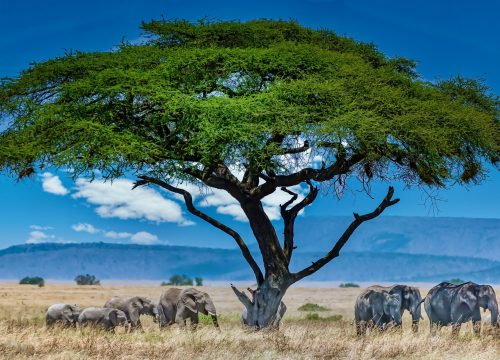 3 Days Amboseli Safari – Road or Fly-In Luxury Escape