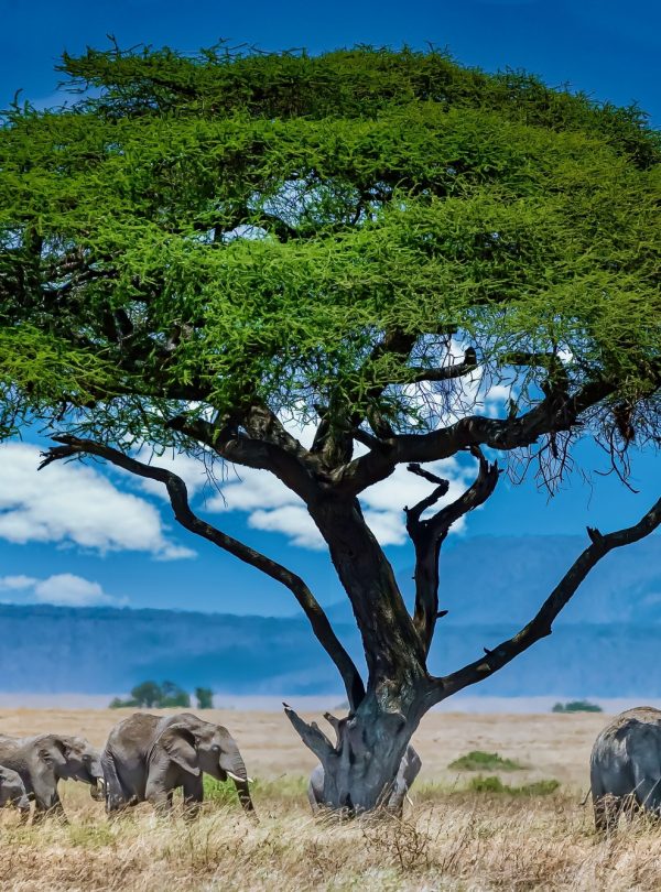 elephants grazing in the fields - Mweri Expeditions