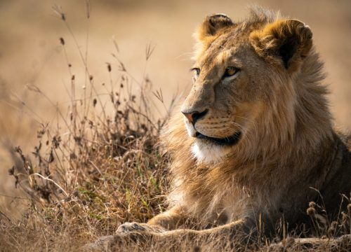 4 Days Great Lakes & Masai Mara – Luxury Road Safari Package