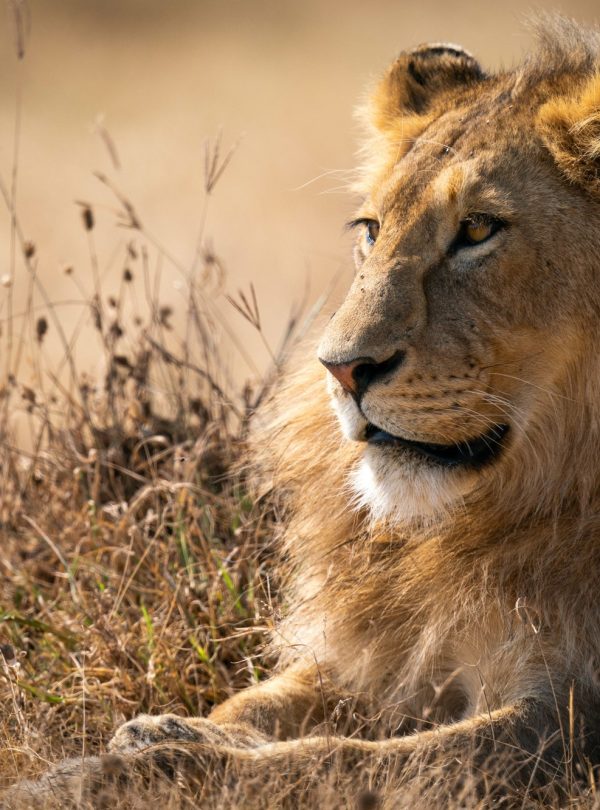 lion in savannah - mweri expeditions