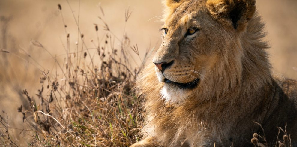 lion in savannah - mweri expeditions