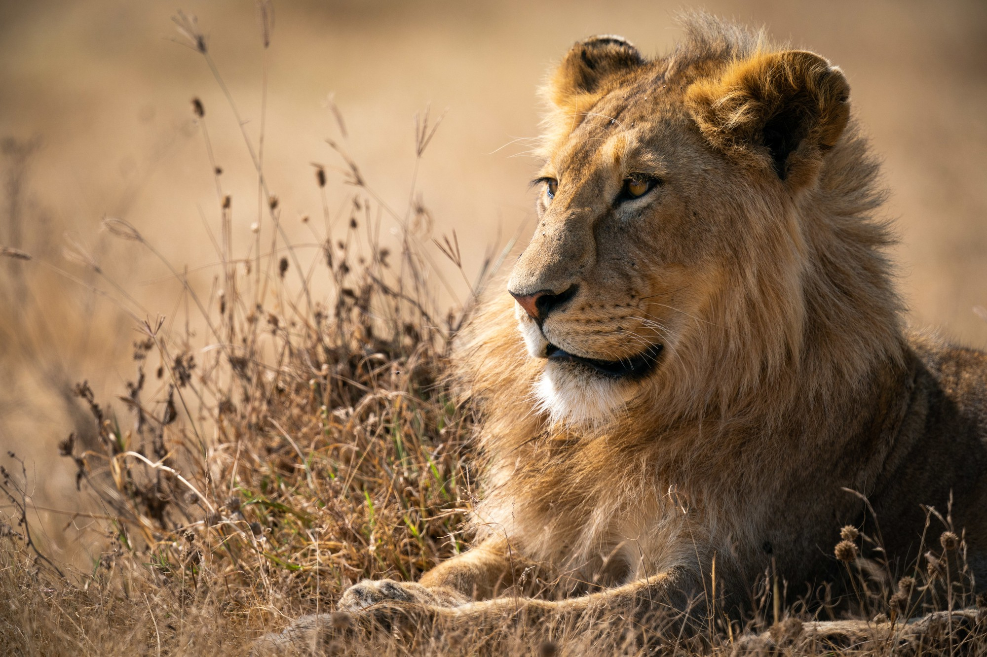lion in savannah - mweri expeditions