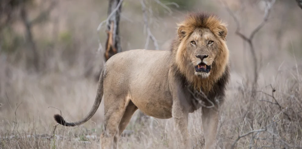 A Lion standing in tall grass - Mweri expeditions