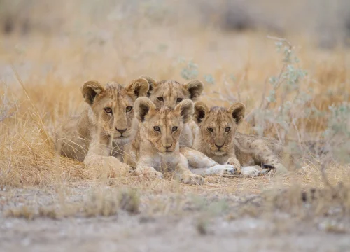 5 Nights / 6 Days – Amboseli, Tsavo West & East + Beach Stay