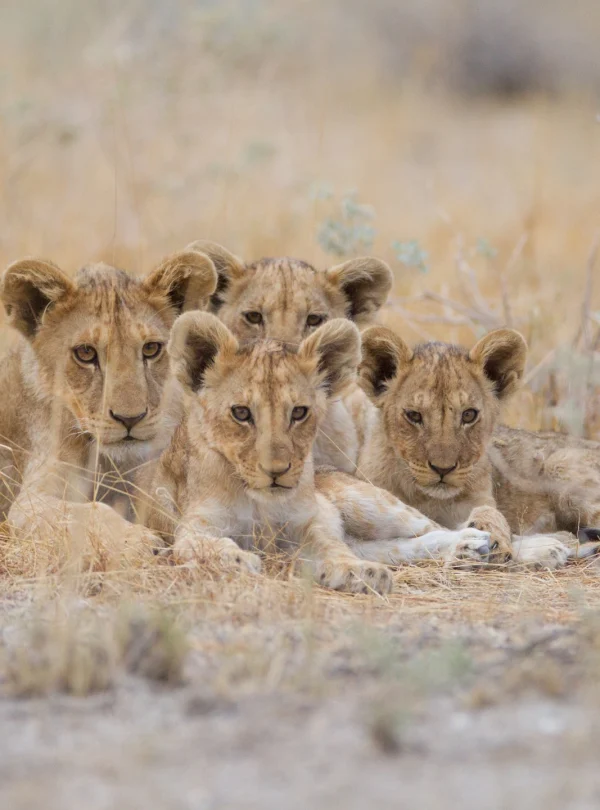 A group of cute baby lions , lying in a grass field - Mweri expeditions
