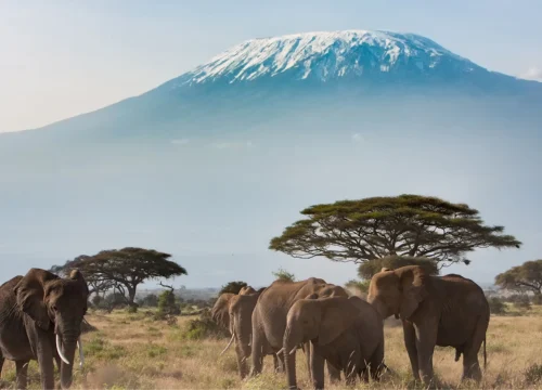 Mount Kilimanjaro Extended Lemosho Route – 8 Days