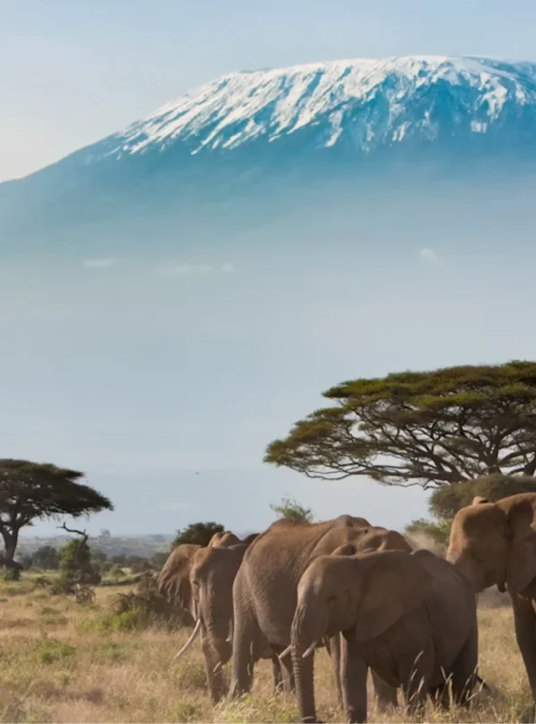 A herd of elephants grazing the slopes of Mount Kilimanjaro.