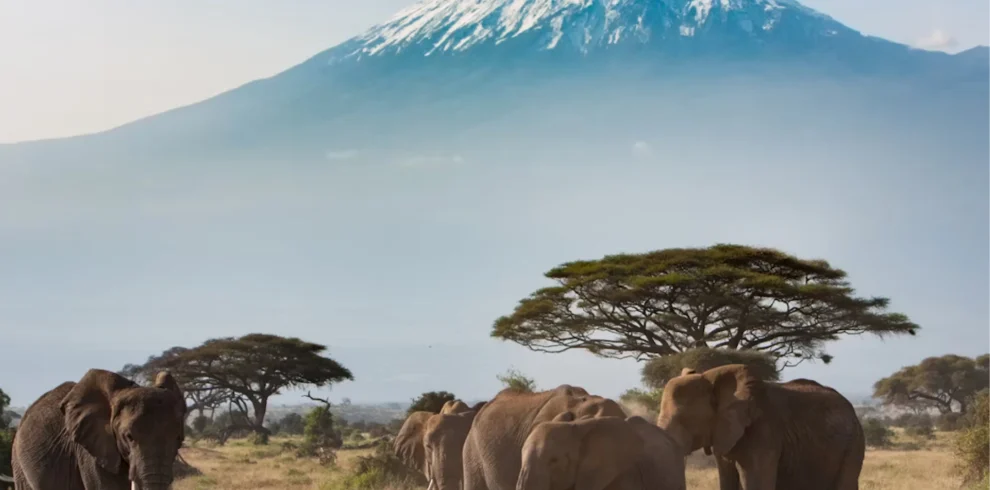 A herd of elephants grazing the slopes of Mount Kilimanjaro.