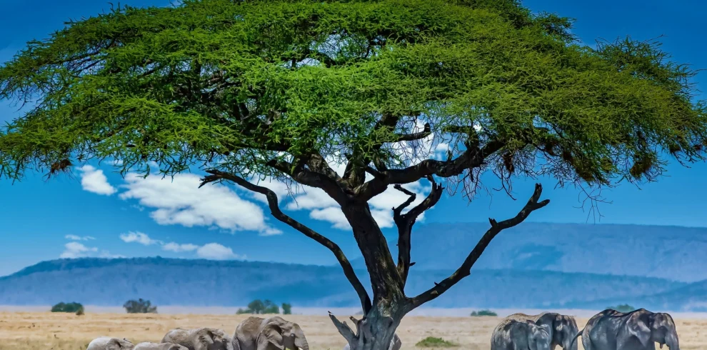 A herd of elephants under a mangroove tree - Mweri Expeditions