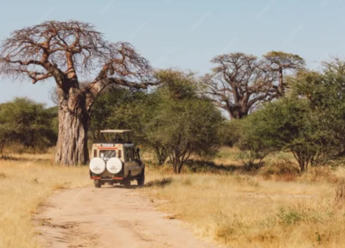 Regional Safari Notes & Comments