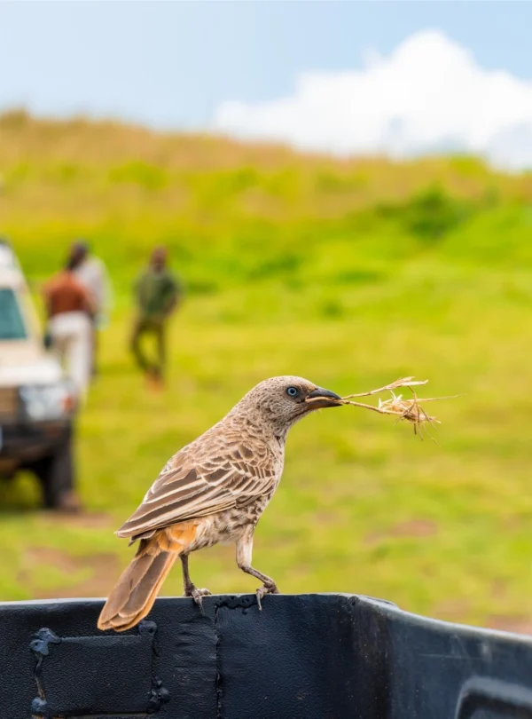 An african bird carrying twigs - Mweri Expeditions