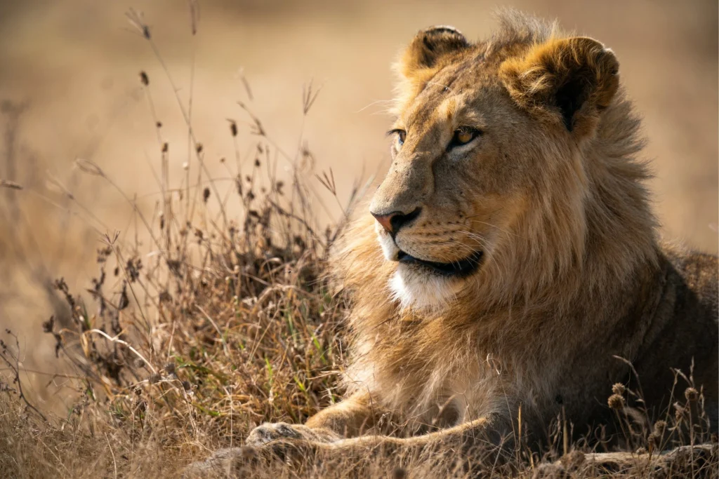 An african lion resting in tall grass - Mweri expeditions