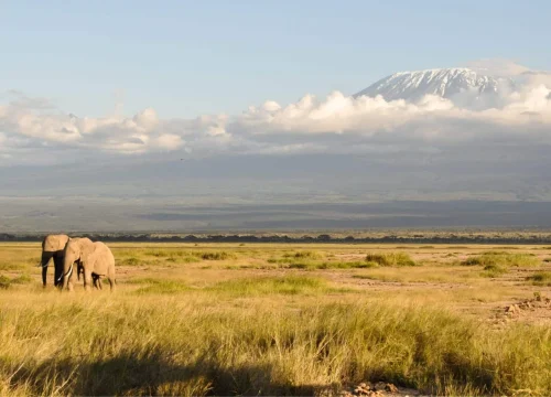 12-Day Kenya & Tanzania Safari Adventure: Nairobi – Amboseli – Ngorongoro – Serengeti – Masai Mara – Nairobi