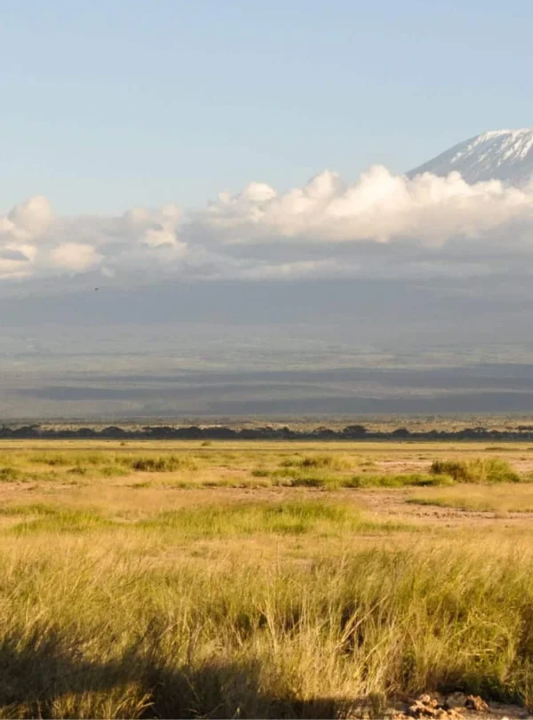 An elephant grazing on the slopes of Mount Kilimanjaro.