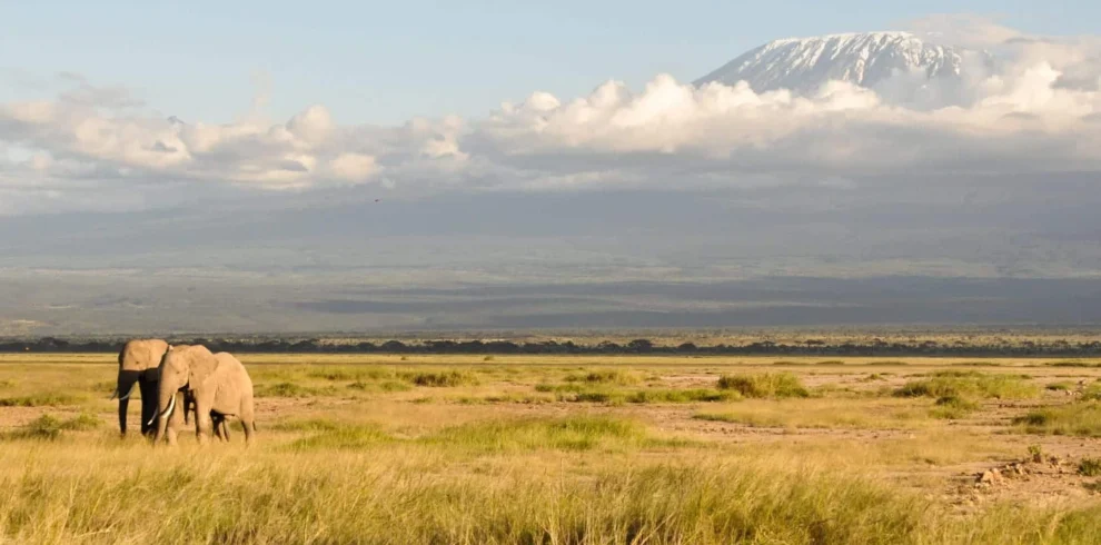 An elephant grazing on the slopes of Mount Kilimanjaro.