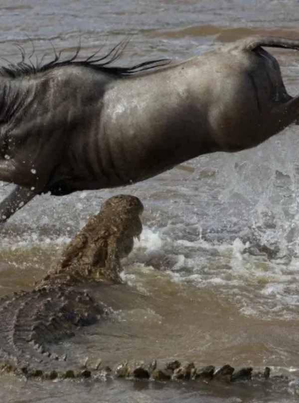 Crocodile Attacking a Wildebeest During the River Crossing - Mweri Expeditions