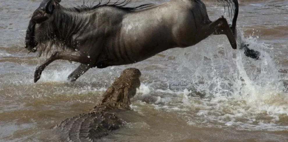 Crocodile Attacking a Wildebeest During the River Crossing - Mweri Expeditions