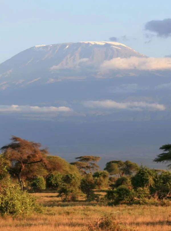 Montane cloud forest and green trees in the foreground, and the high peaks of Mount Kilimanjaro in the background - Mweri Expeditions
