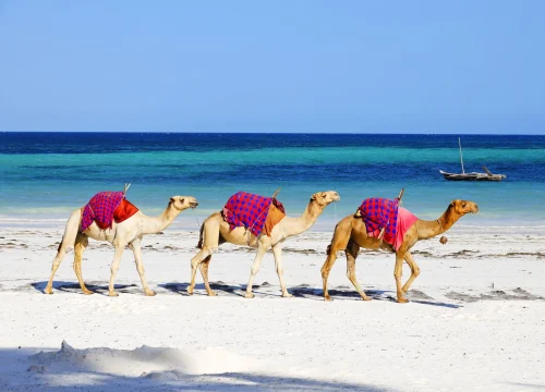 Comparison of Kenya’s Main Beach Destinations