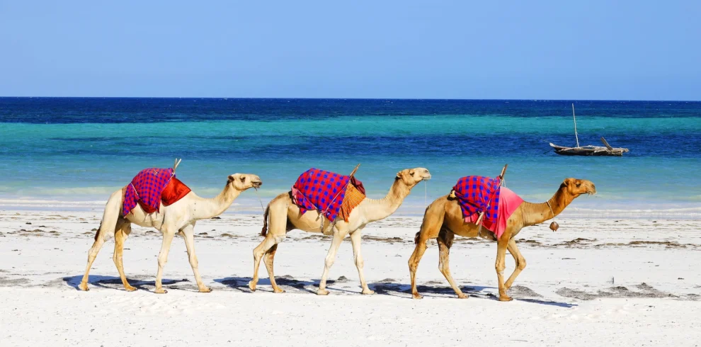 Three camels strolling the beach at a Kenyan coas - Mweri expeditions