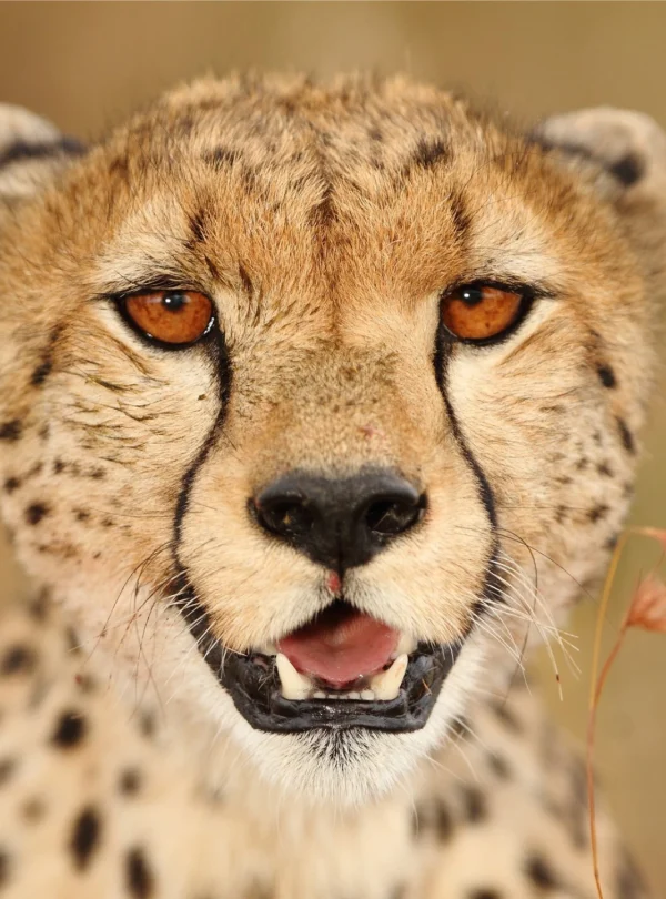 a cheetah in a savannah - Mweri Expeditions