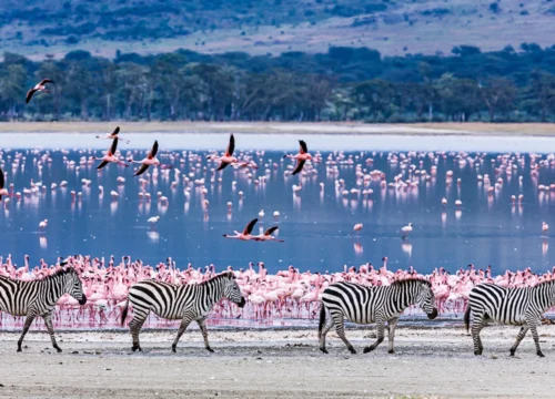 8 Nights / 9 Days – Rift Valley Lakes & Masai Mara Safari with Beach Extension
