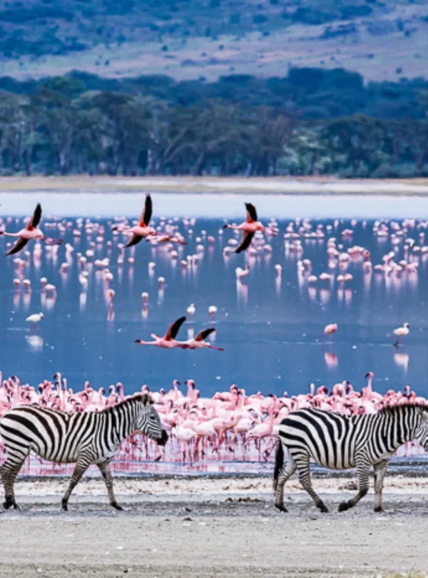 a group of zebras alongside flamingoes in lake Naivasha - Mweri Expeditions