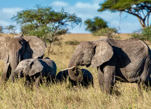 4 Days Masai Mara & Amboseli National Park – Flying Safari Package