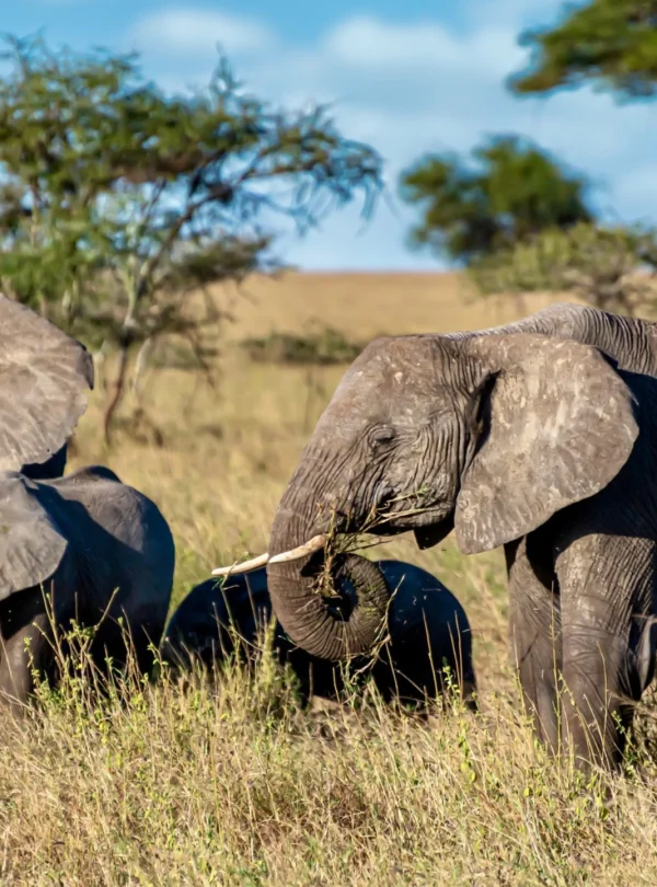 a herd of elephants in Savannah - Mweri Expeditions