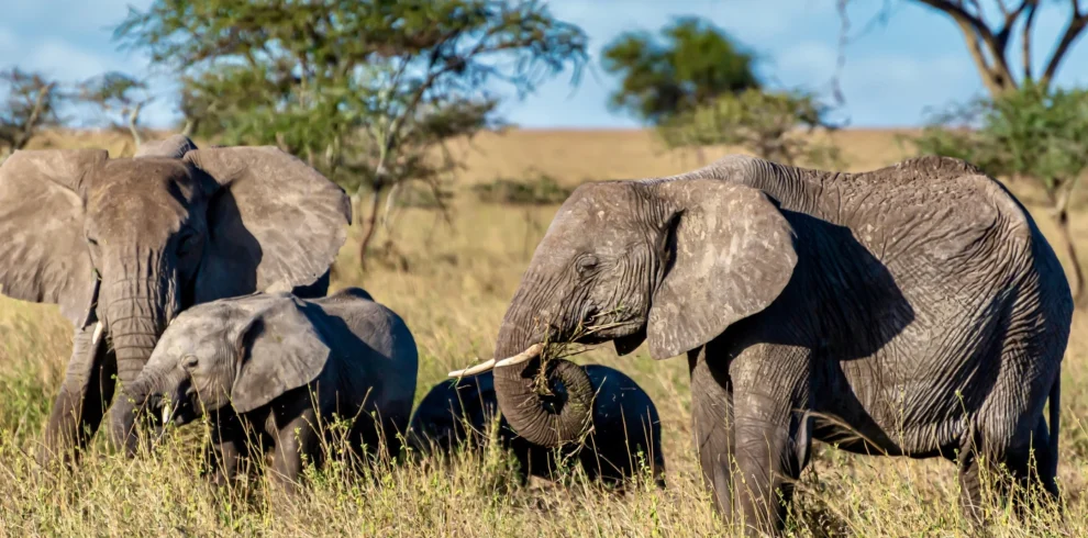 a herd of elephants in Savannah - Mweri Expeditions