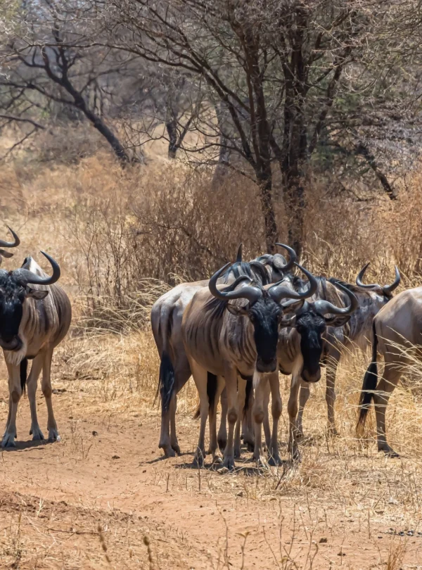 a herd of wilderbeasts in Maasai Mara - Mweri Expeditions