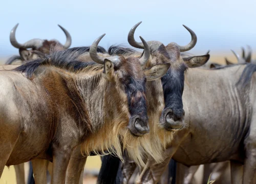 6 Days Masai Mara, Great Lakes & Amboseli – Luxury Driving Safari