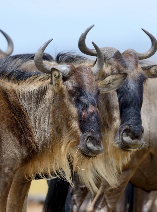 a herd of wilderbeasts in savannah- Mweri Expeditions