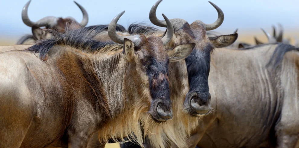 a herd of wilderbeasts in savannah- Mweri Expeditions