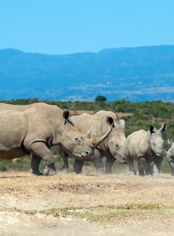 african-white-rhino-national-park-kenya - Mweri Expeditions