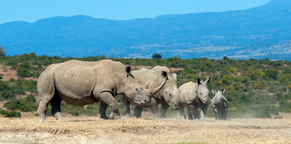 african-white-rhino-national-park-kenya - Mweri Expeditions
