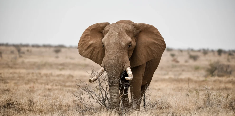 beautiful-shot-african-elephant-in savanna-field -Mweri Expeditions