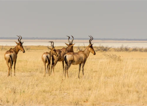 12-Day Kenya & Tanzania Safari: Nairobi – Amboseli – Naivasha – Masai Mara – Serengeti – Ngorongoro – Arusha