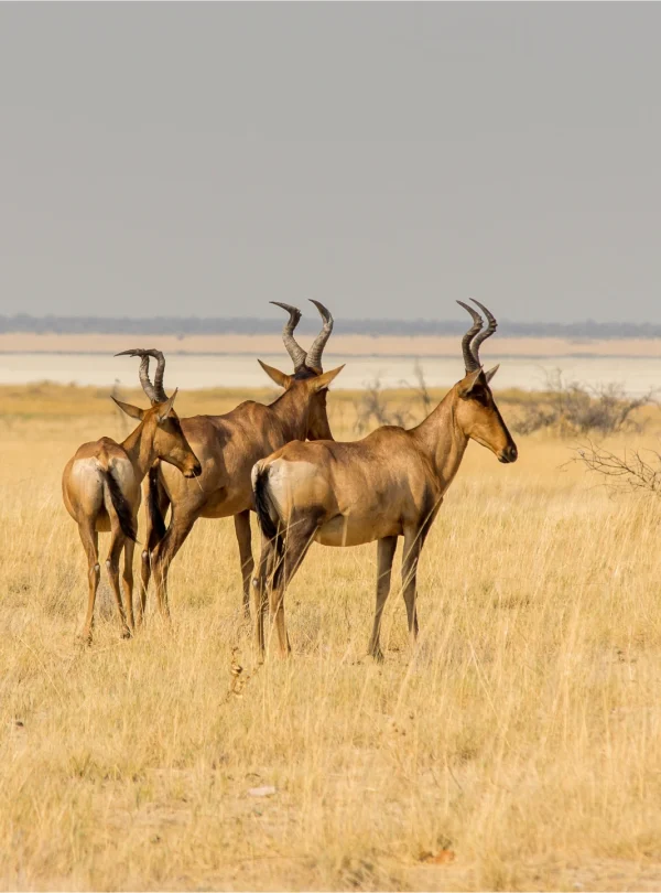 beautiful-shot-hartebeests-group-walking-yellow-grass-field - Mweri Expedition