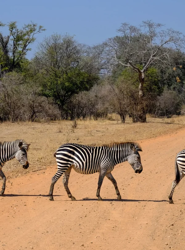 beautiful-shot-three-zebras-crossing-road-safari-with-trees - Mweri Expeditions