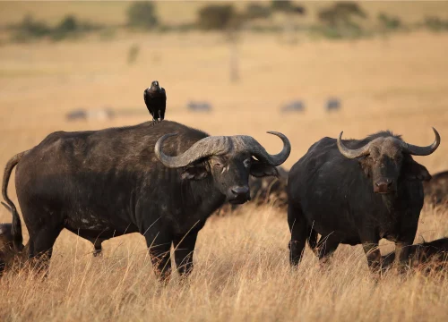 6 Days of Wonders: Ngorongoro, Serengeti & Zanzibar