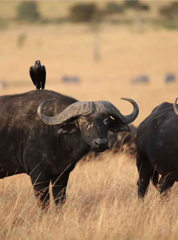 black-bird-resting-back-black-buffalo-field-covered-with-grass - Mweri Expedition