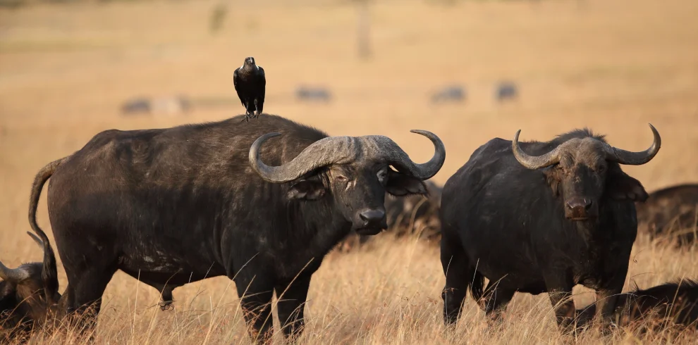 black-bird-resting-back-black-buffalo-field-covered-with-grass - Mweri Expedition