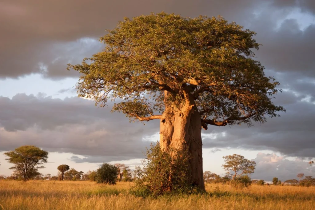 boabab-tarangire-national-park- Mweri Expeditions