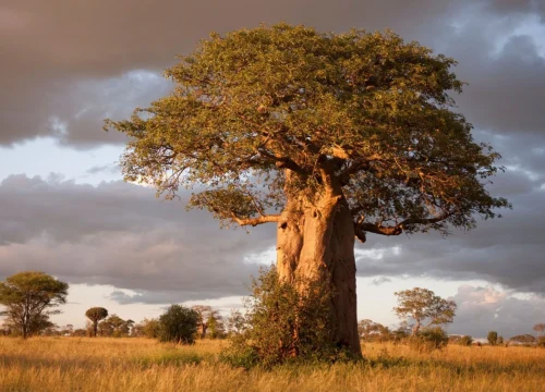 3 Days / 2 Nights – Ngorongoro & Tarangire Safari