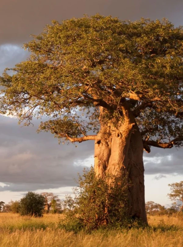 boabab-tarangire-national-park- Mweri Expeditions