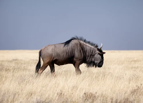 6 Days / 5 Nights – Ngorongoro, Serengeti & Lake Manyara Safari