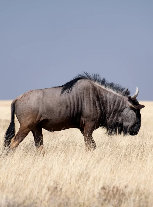 brown-wildebeest-walking-grassy-field-Mweri Expedition