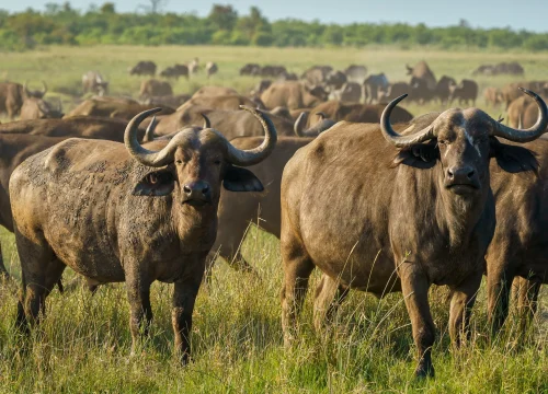 10 Days Classic Kenya Safari & Mombasa Beach Extension