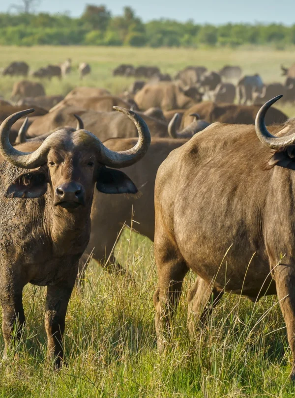 buffaloes grazing-middle-african-jungle-Mweri Expeditions